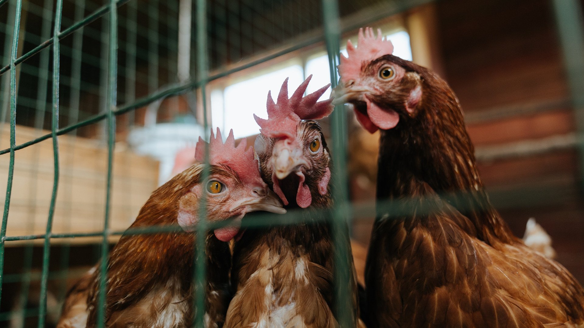 唯一的不败神话，马琳逆天改命，德国绝境重生