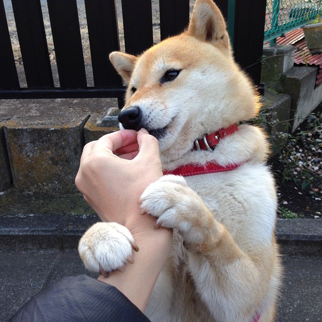 冰与火之歌，当印尼铁骑碾过印度防线，辛杜在废墟中刻下她的名字