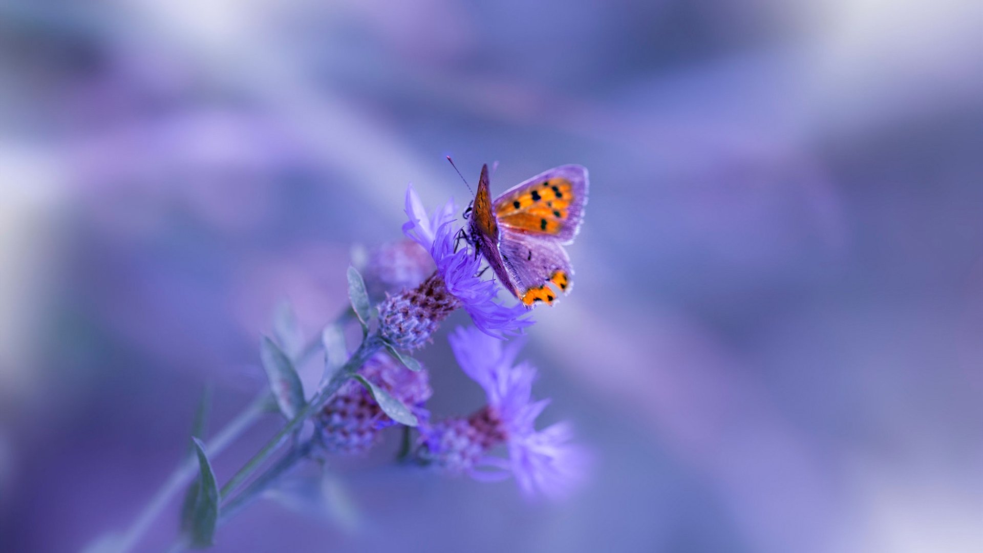 银色风暴席卷哈斯防线,佩雷兹用轮胎点燃现代赛车战争