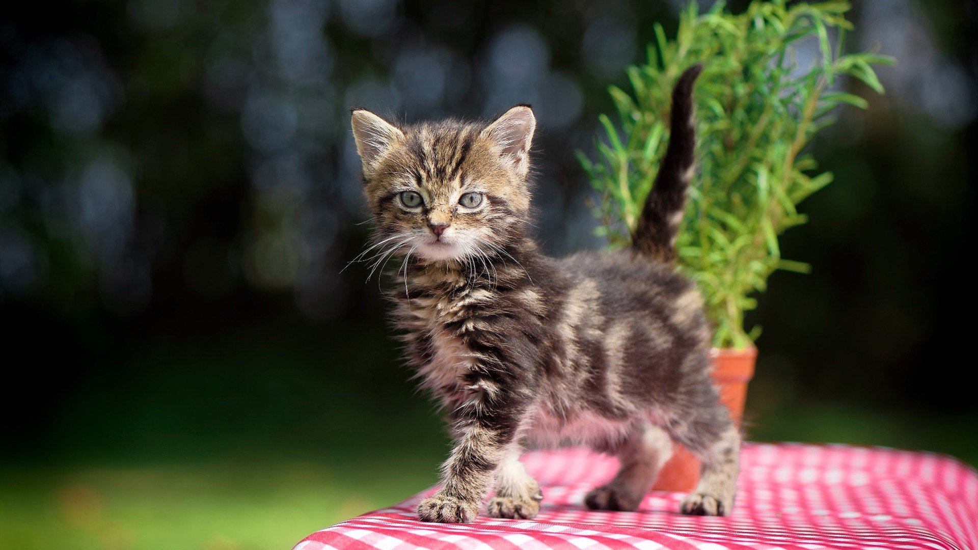 银剑斩落绿翼，龙吟上海滩，周冠宇主场狂飙点燃世纪之战