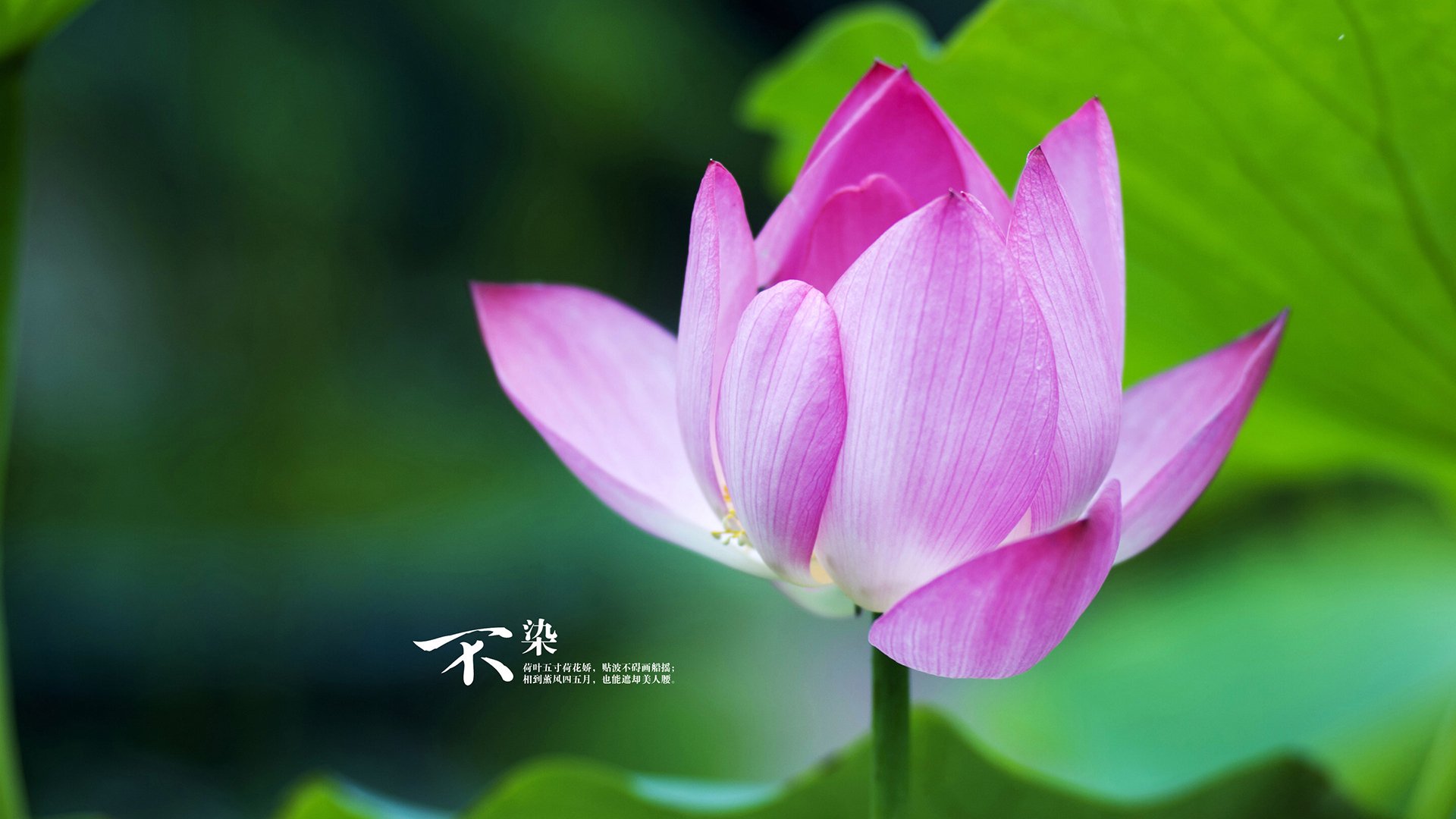 鹈鹕展翅强势击溃吉林，克莱末节三分雨化身关键先生