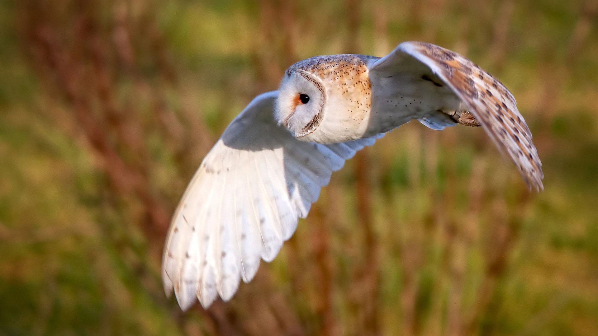 莫兰特43分掀翻太平洋！东契奇独行侠降龙广东，跨洲对决悬念留至最后一秒