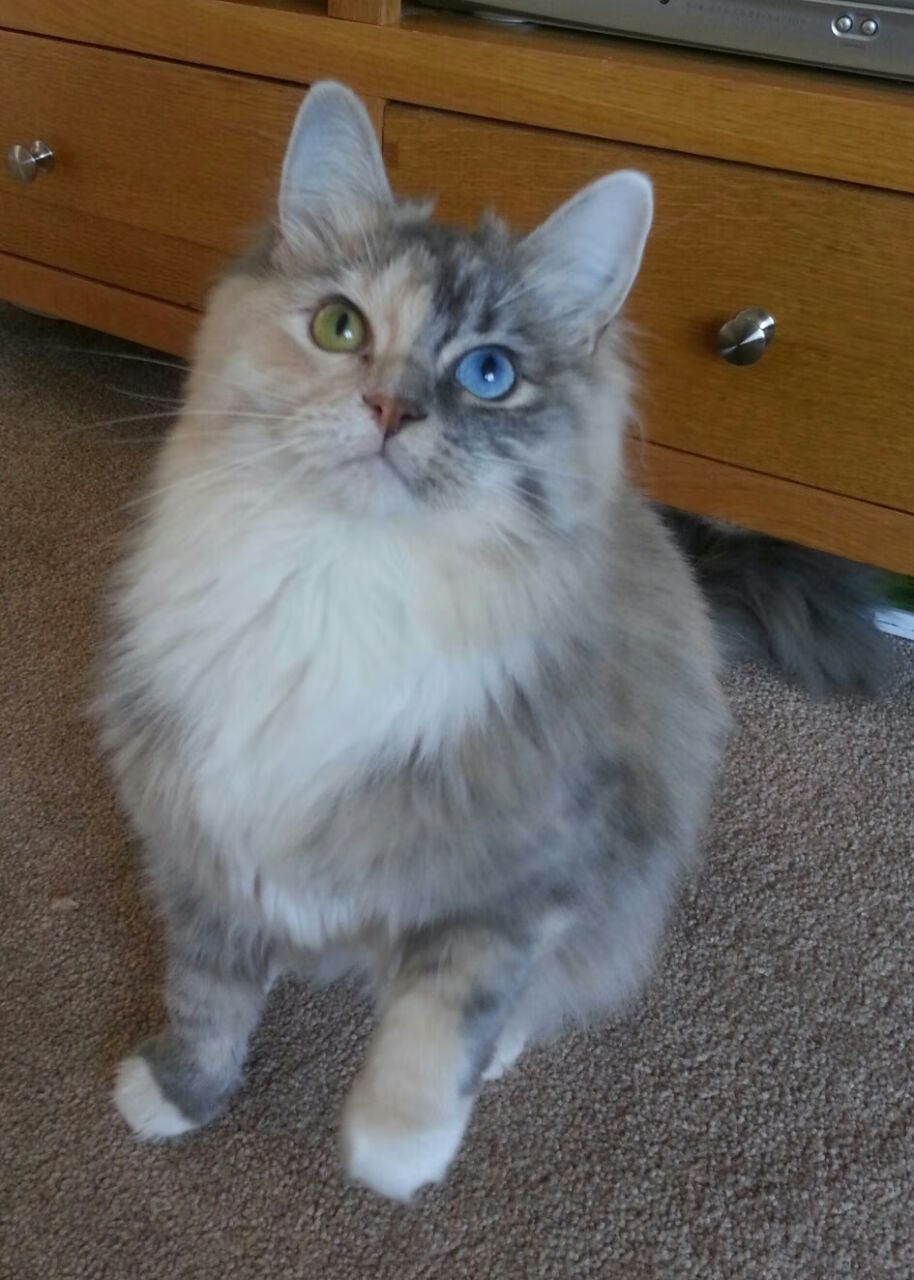 深渊与巅峰，米切尔在意大利德比之夜的压力淬炼