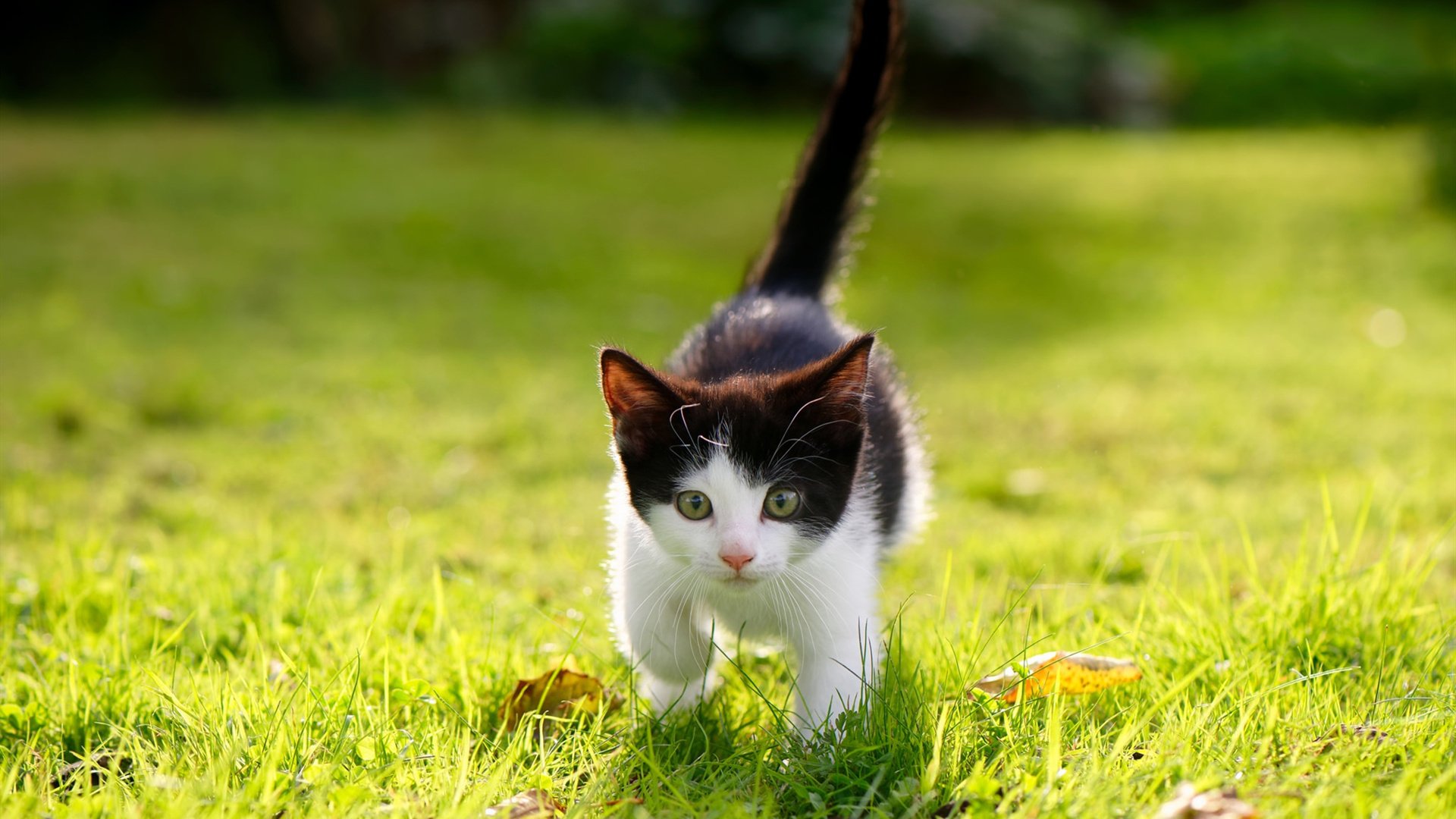 一剑封喉！米切尔0.6秒绝杀定乾坤，公牛全面压制终结勇士连胜