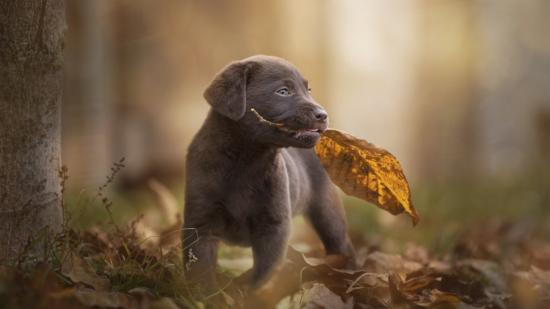 利拉德时刻降临洛杉矶，当进攻艺术超越防守极限