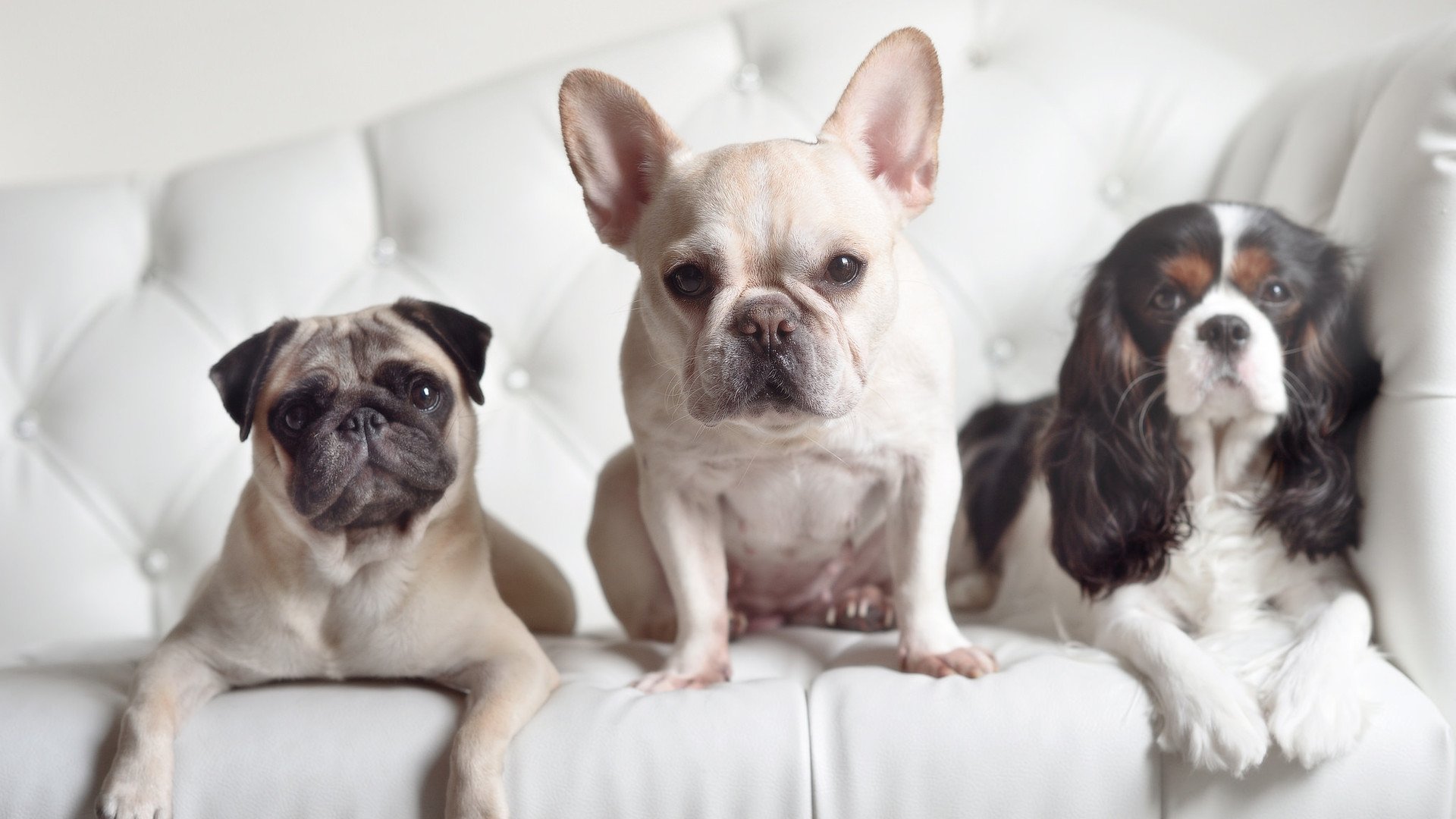 新王诞生?从美加墨世界杯看足球版图更迭,那不勒斯式冲击波终结曼联时代