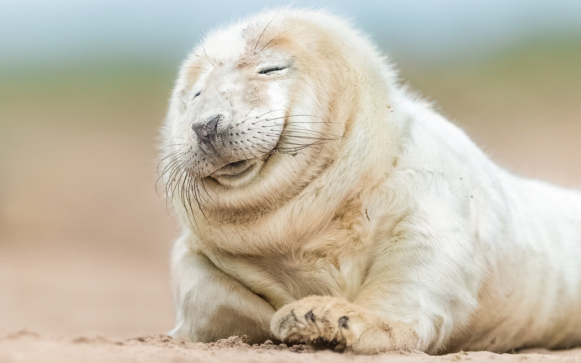 凤凰城的太阳，永不西沉