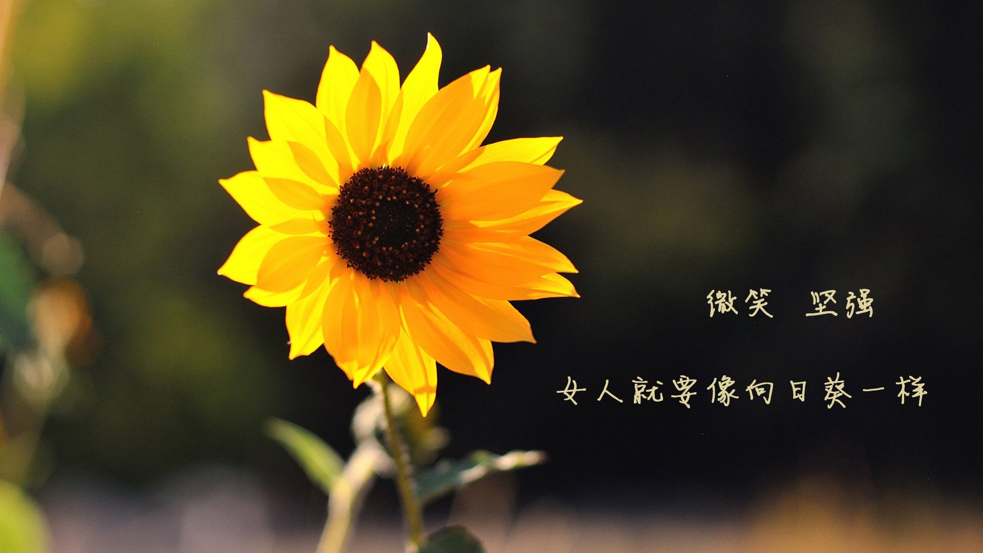 双线叙事，德里赫特爆发与哥斯达黎加的沉稳胜利