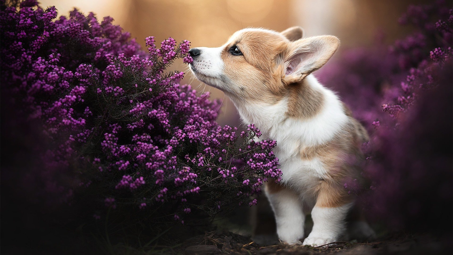 隔空对决，范弗利特的持续杀伤力如何成为雄鹿与奇才战役的隐形注脚