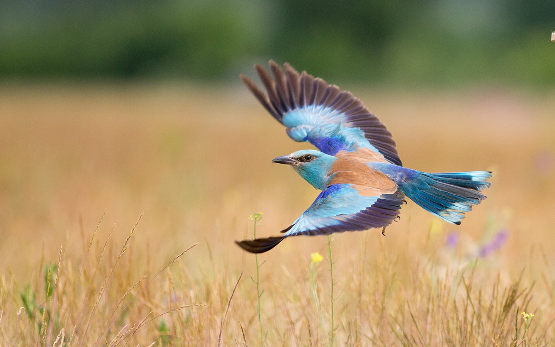 改写历史的团队，定义时代的个人，竞技场上的唯一性法则