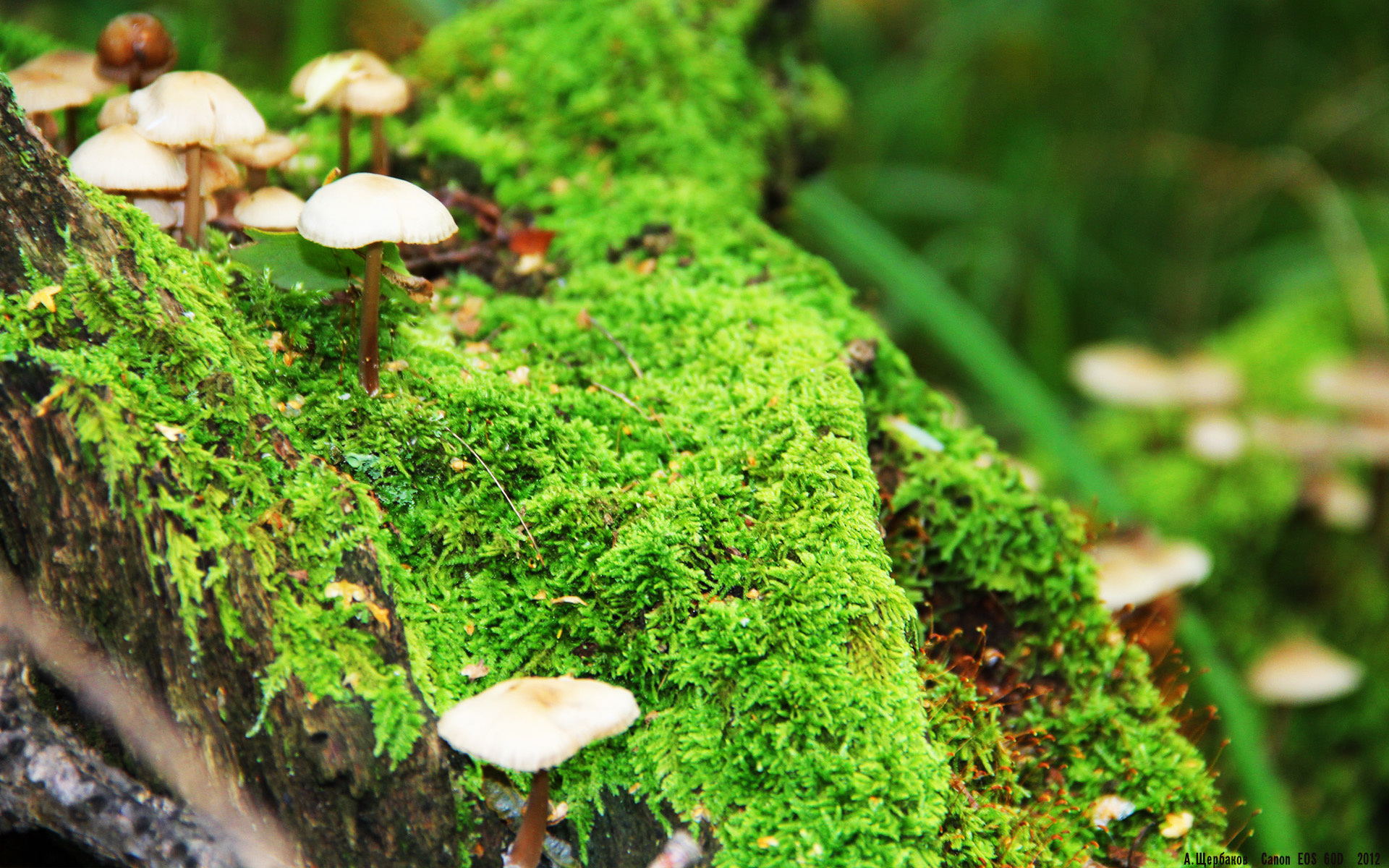 同一片绿茵的两极，24小时内的足球史诗