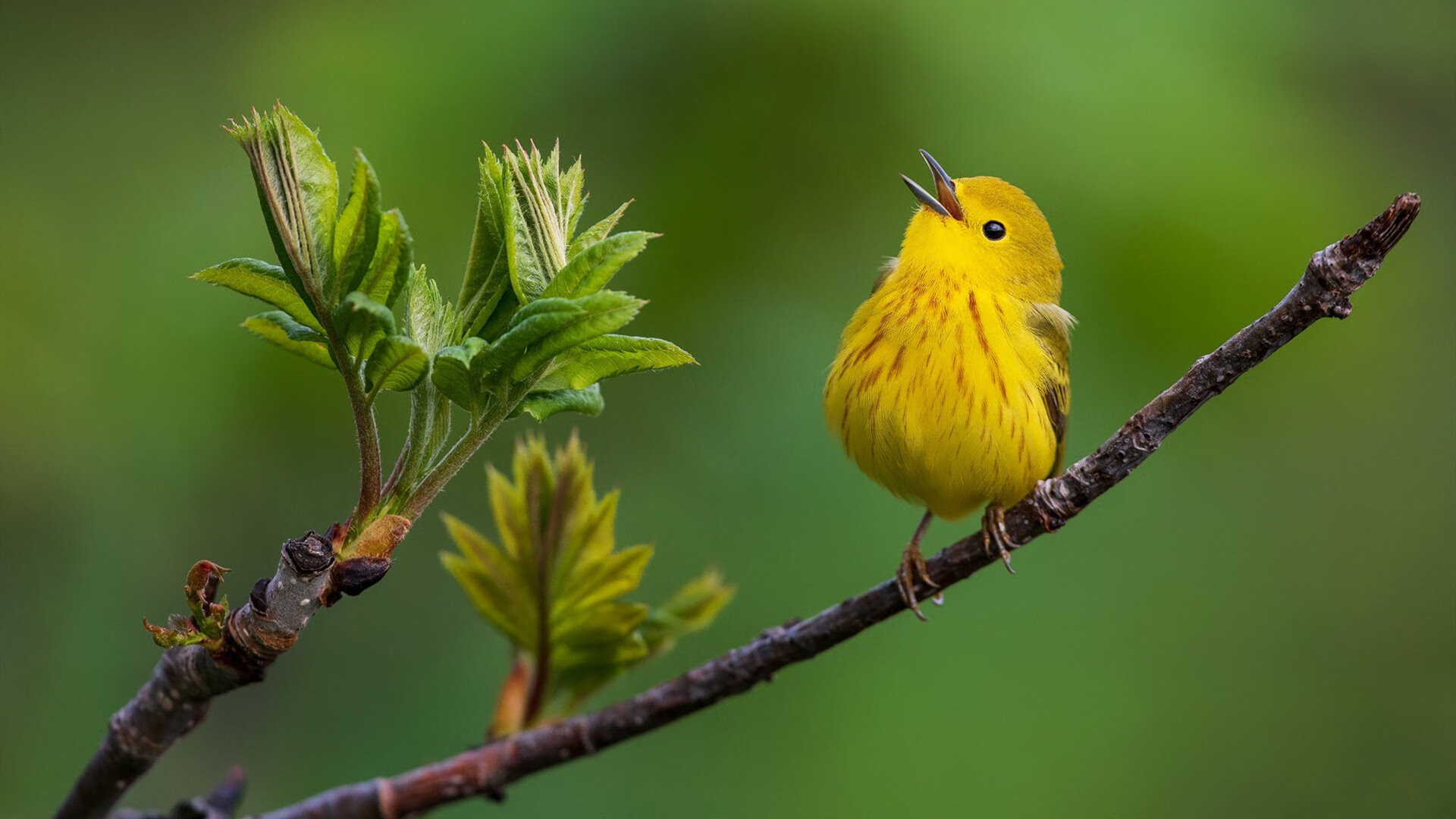 冰与火之歌，当冰岛终结悬念，贝林厄姆在美加墨世界杯掀起青春风暴