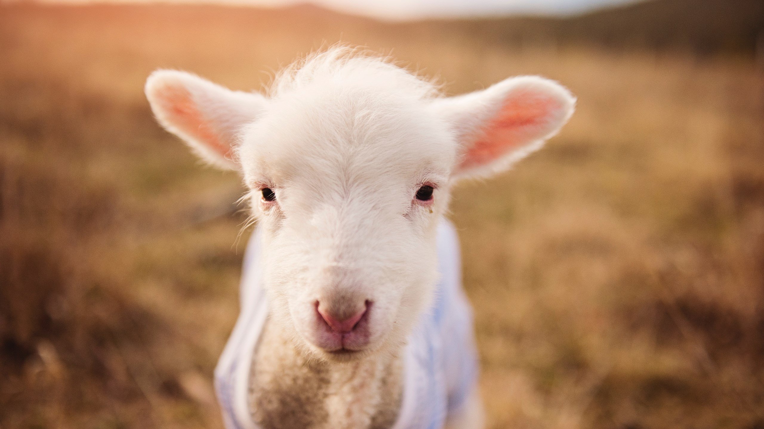 双线凯歌，英格兰淘汰赛力克埃及晋级，格纳布里逆境重生铸就救赎传奇