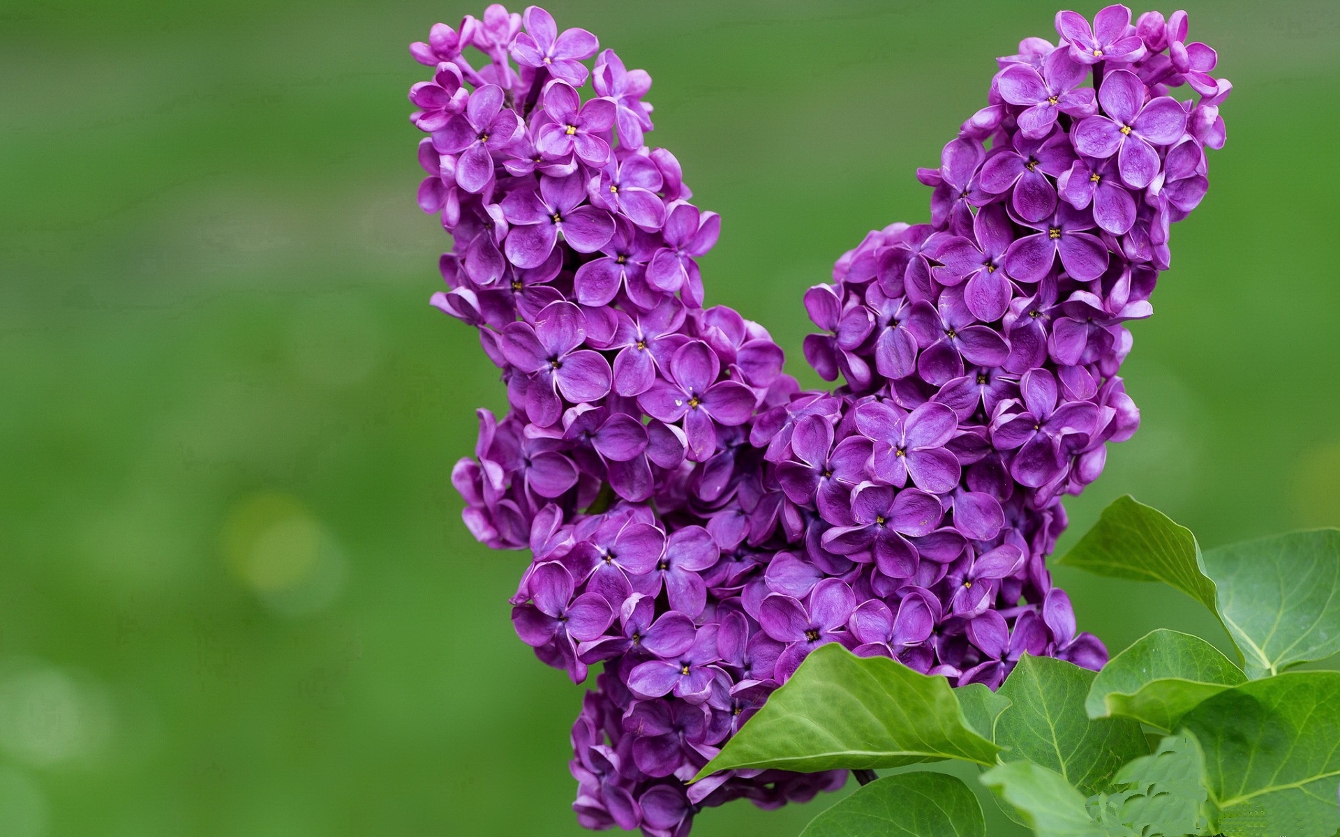 错位时空的世纪对决，当佛罗伦萨的古典灵魂遇见新西兰的旷野雄心—京多安，那枚驱动胜利的冠军齿轮