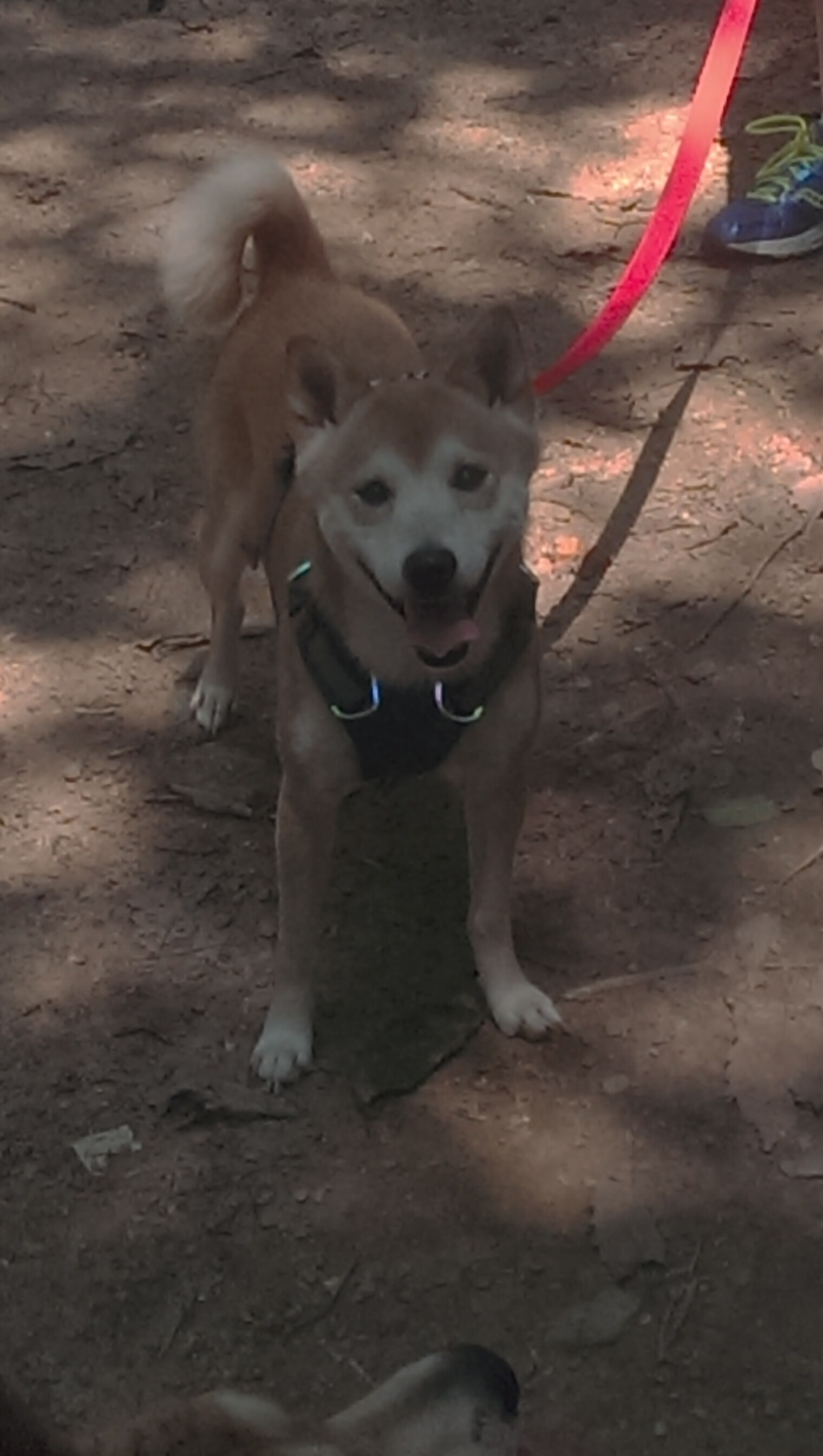 跨洋篮球幻想夜，当上海大鲨鱼虚拟挑战金州勇士，锡安统治力震撼东西半球