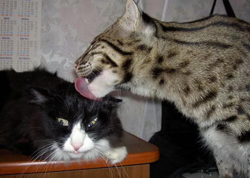 爱游戏娱乐-非洲奇兵天降！库尔图瓦五连神扑难救主，尼日利亚尖刀一箭穿心绝杀皇家社会