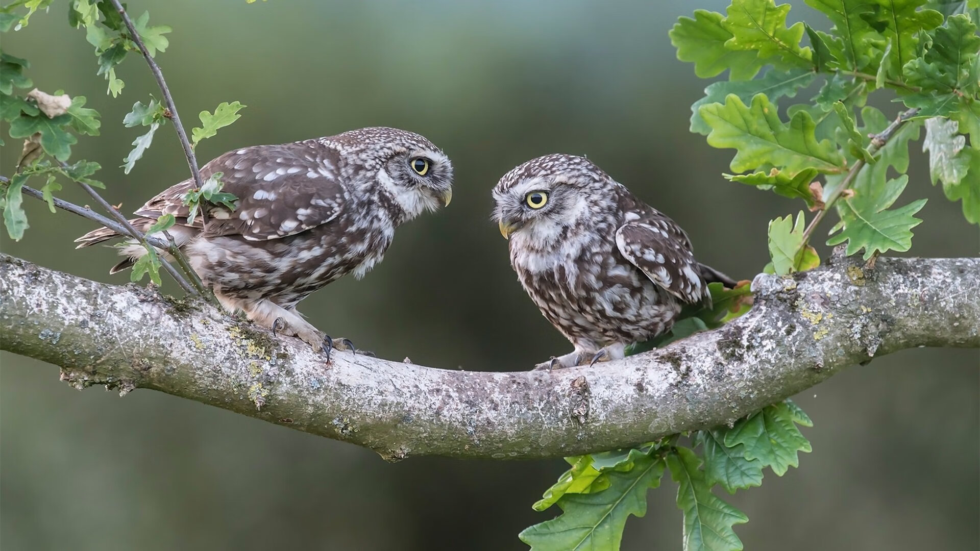 突尼斯断剑厄瓜多尔！罗德里戈奥运前夜上演神级接管