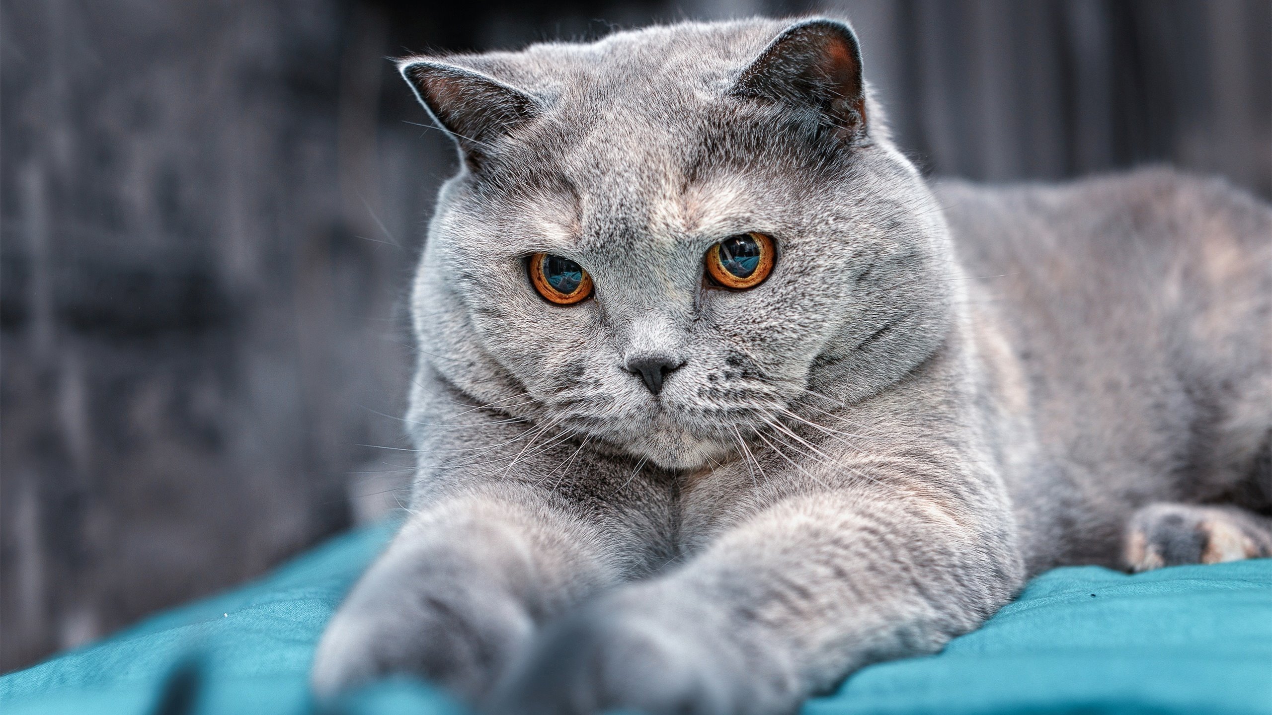 西风东渐，马刺东决级硬仗突围森林狼启示录